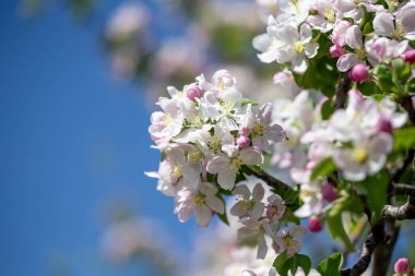 Açık gökyüzüne karşı pembe tomurcukları olan bahar elması dalı taze yeşil yapraklar ve yumuşak pastel çiçek detaylarıyla minimum doğa arka planı.