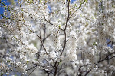 Çiçek dalları, berrak bahar gökyüzünde uzanıyor. Huzurlu bir ruh hali yaratıyor.