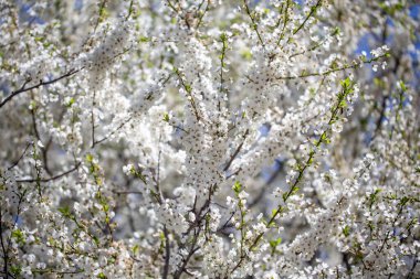 Çiçek dalları, berrak bahar gökyüzünde uzanıyor. Huzurlu bir ruh hali yaratıyor.