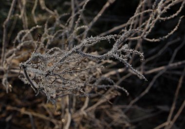 Kurumuş devedikenleri güneşte donmuş.