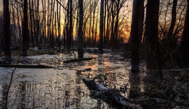Gün batımının ortasında ormanda bir ağacın dikey görüntüsü.