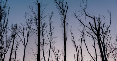 Gün batımında ağaç dalları gökyüzüne karşı