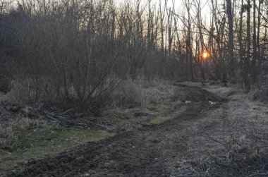 Ormanda güzel bir gün batımı