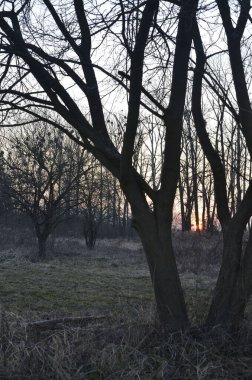 Kış ormanında gün batımı