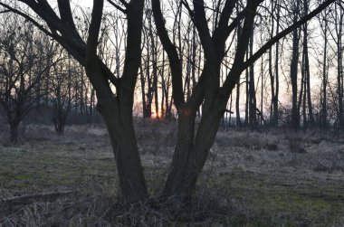 Kış ormanında gün batımı