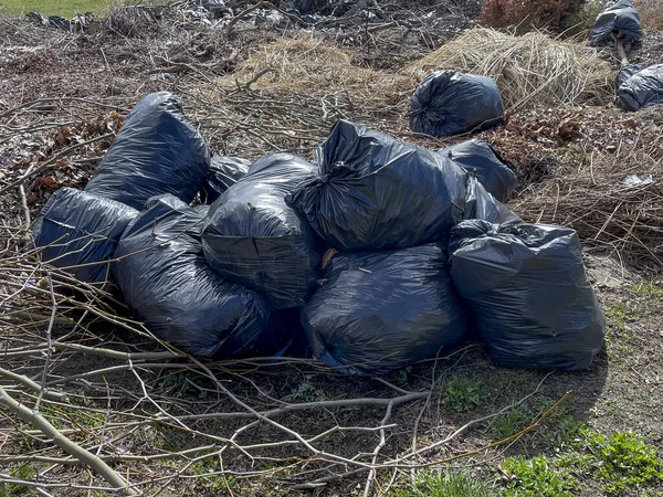 Seasonal Spring cleaning of city territories. Garbage in large black plastic bags against the background of dry cut branches. Black plastic bags full of dry foliage and cut brunches.