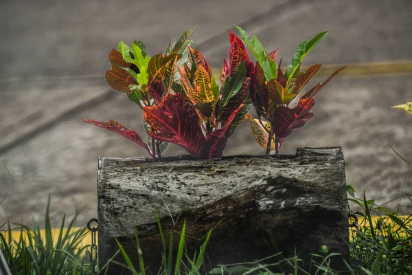 Colorful Croton Plant Pot Wooden Background Stock Photo Codiaeum Variegatum — Stock Photo, Image