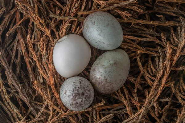 藁の巣の中のカナリヤの卵 — ストック写真