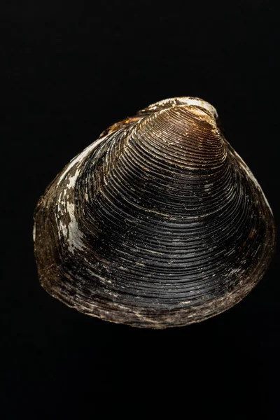 Gros Plan Une Coquille Moule — Photo