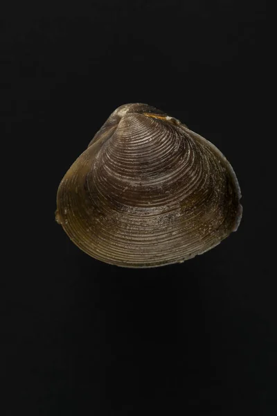 Närbild Ett Musselskal — Stockfoto