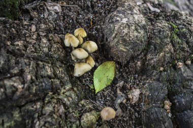 Psathyrella, Psathyrellaceae familyasından yaklaşık 400 tür mantar içeren büyük bir cinstir.;