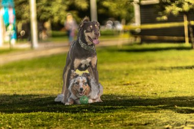 Açık hava parkında çoban köpeği. Köpek cinsi.,