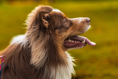Avustralya çoban köpeği portresi.