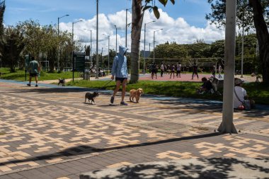 Halka açık bir parkta orta yaşlı bir adam köpeklerini gezdiriyor.