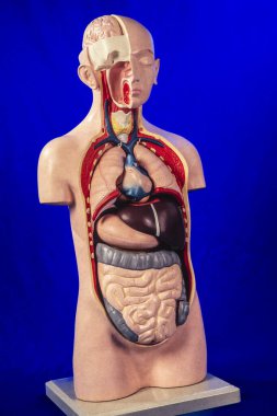 İnsan anatomisi mankeni, iç organları mavi arka Grou 'da gösteriyor.