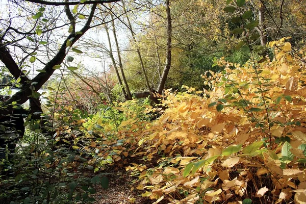 Floresta Dourada Outono Brilhante — Fotografia de Stock