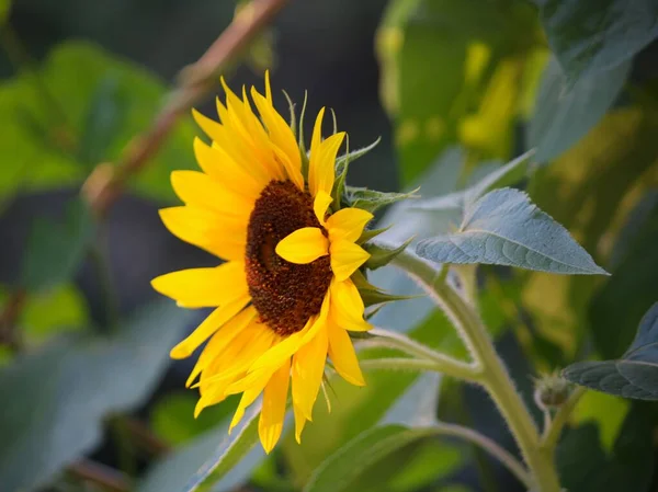 Blossom Sunflower Garden — Stock Photo, Image