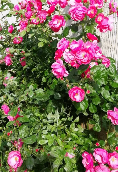 Flores Rosa Magníficas Verão — Fotografia de Stock
