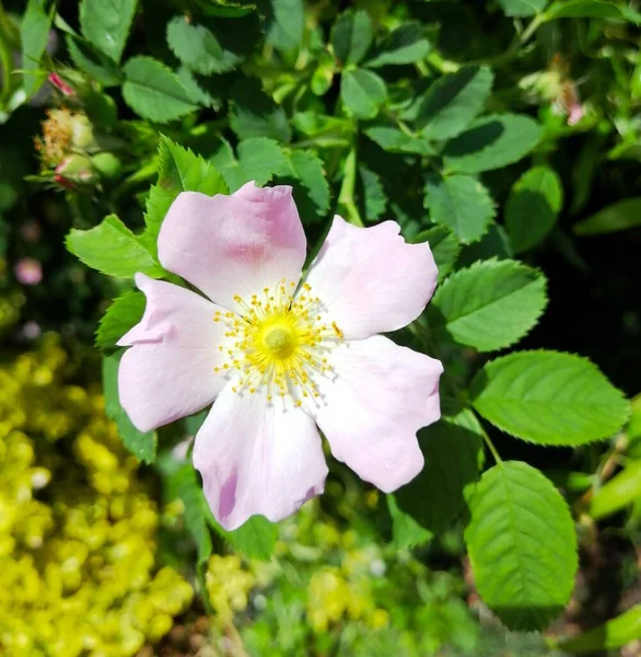 Wspaniałe Kwiaty Róży Lecie — Zdjęcie stockowe