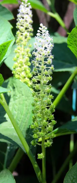 stock image Blossom of the Indian pokeweed