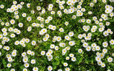 Daisy çayır bahar