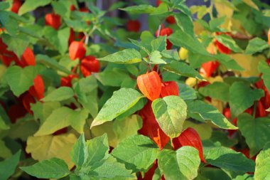 Bahçedeki Lampion çiçeği