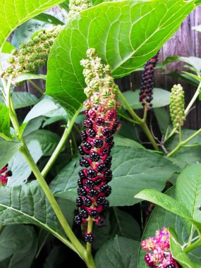 Indian pokeweed fruit in autumn clipart
