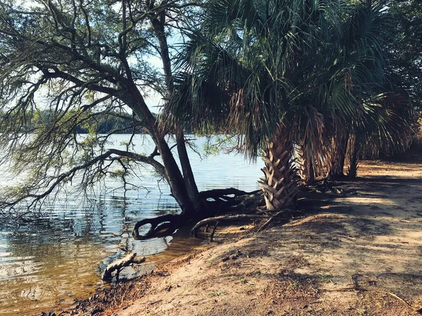 フロリダ州ペンサコーラのBayou Texarのヤシの木の間の水の端からの早朝の景色 — ストック写真