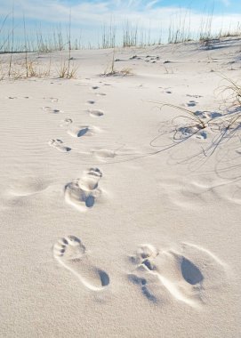 Deniz yulaflarının ve otların arasından Florida 'nın körfez kıyısındaki renkli plajlara.