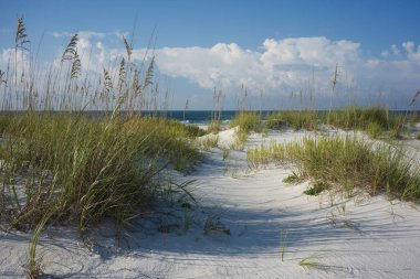 Deniz yulaflarının ve otların arasından Florida 'nın körfez kıyısındaki renkli plajlara.