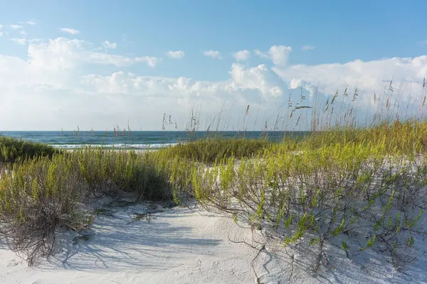 Zeehaver Grassen Naar Het Kleurrijke Strand Florida Aan Golfkust — Stockfoto