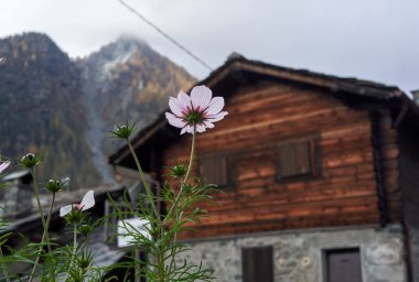 Arkasında ahşap bir ev olan pembe bir çiçek.