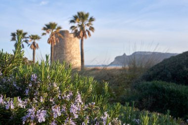 Önünde kulesi, palmiye ağacı ve çiçekleri olan Poetto plajı - Bahar mevsimi - Cagliari - Sardunya