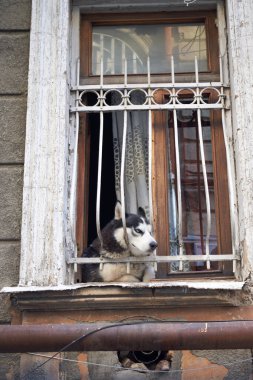 Ev Penceresinden Dışarıya Bakan Bir Köpek, Merak ve Yalnızlık Duygusallığını Yakalıyor, Konforlu Bir Konutta Ayarlanıyor.