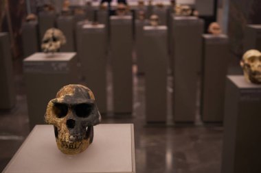Tiflis - Gürcistan 'daki evrim tarihi ve antropolojinin vurgulandığı, kadim hominid kafataslarının sergilendiği bir müze sergisi