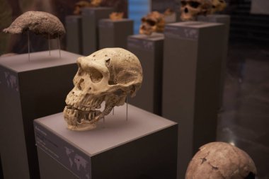 Tiflis - Gürcistan 'daki evrim tarihi ve antropolojinin vurgulandığı, kadim hominid kafataslarının sergilendiği bir müze sergisi