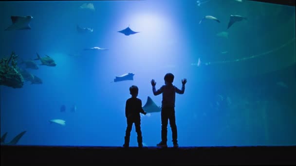 Oceanario Niños Alegres Disfrutan Viendo Vida Bandada Peces Exóticos Acuario — Vídeos de Stock