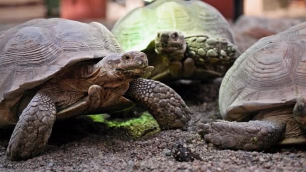 Wilde Tiere Schildkröten Kriechen Auf Sandstrand Hintergrund Von Steinen Zoo — Stockvideo