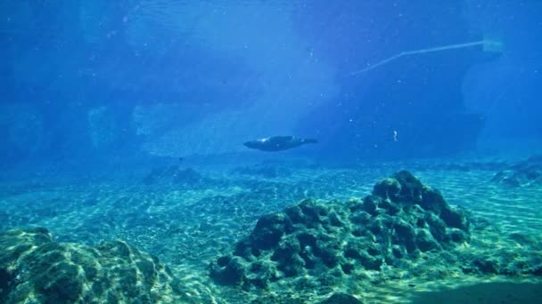 Mundo Submarino Foca Nada Agua Azul Tomando Sol Oceanario — Vídeos de Stock