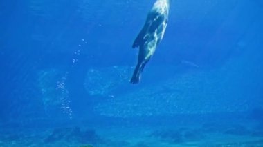 Deniz yaşamı, aktif foklar suda yüzer akvaryumda güneş ışığı arkaplanı oynarlar