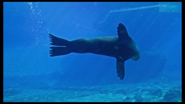 Ozeanarium Niedliche Große Pelzrobbe Schwimmt Fröhlich Blauen Wasser Hinter Glas — Stockvideo
