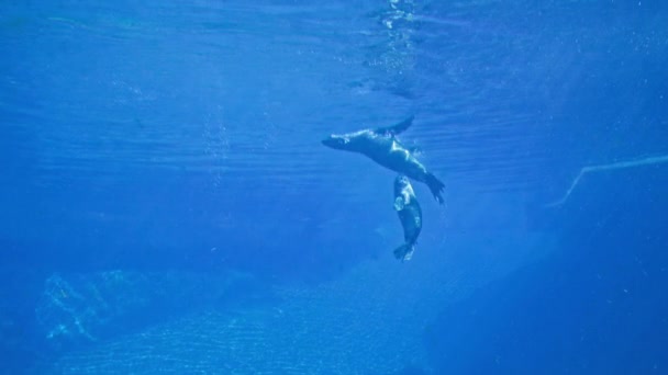 Meerestiere Entzückende Pelzrobben Tummeln Sich Blauem Wasser Vor Sonnenlicht Ozeanarium — Stockvideo