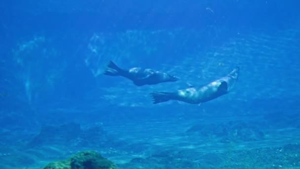 海生动物 毛皮海豹在清澈的蓝水中欢快地游动 在水族馆中浮出水面 — 图库视频影像