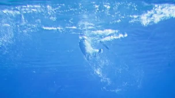 在水族馆里 毛皮海豹跳入蓝色干净的池子里 在水面上飞溅 飞向动物园 玩得很开心 — 图库视频影像