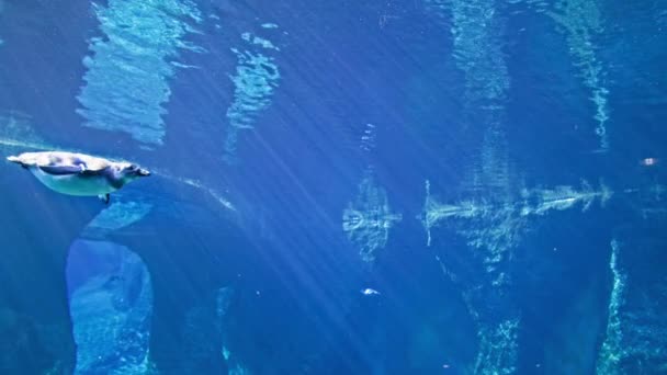 Okyanus Güzel Penguen Hayvanat Bahçesindeki Taşların Mavi Berrak Arka Planında — Stok video