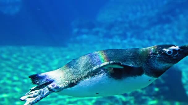 Zoo Urocze Pingwiny Pływają Pod Wodą Współczesnym Oceanarium Zbliżenie — Wideo stockowe