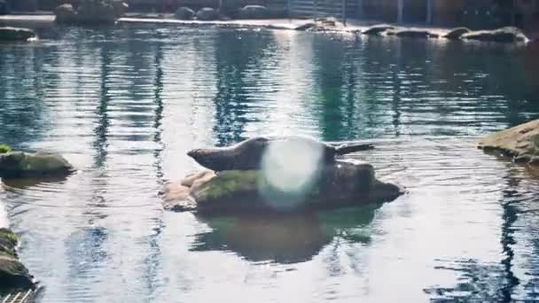Zoologická Zahrada Kožešinový Tuleň Škrábající Zádech Ležící Kameni Uprostřed Modrého — Stock video