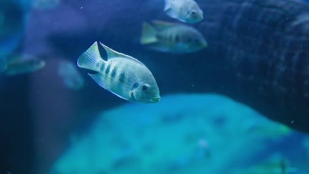 在水底生活 奇异的美丽的鱼在水族馆的大水族馆里游动着一群鱼 — 图库视频影像