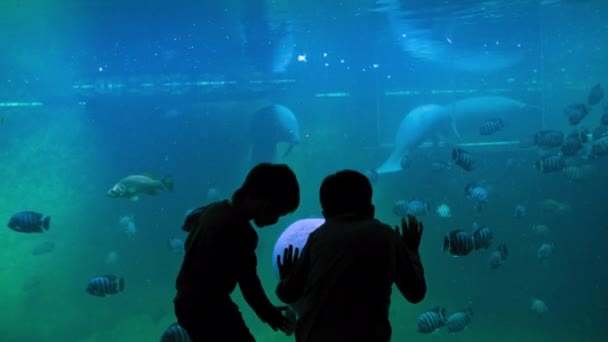 Oceanarium Meraklı Çocuklar Hayvanat Bahçesinde Mavi Sularda Yüzen Küçük Egzotik — Stok video