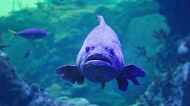 Deniz hayvanları, büyük egzotik balıklar hayvanat bahçesindeki bir akvaryumda mavi berrak suda yüzerler.